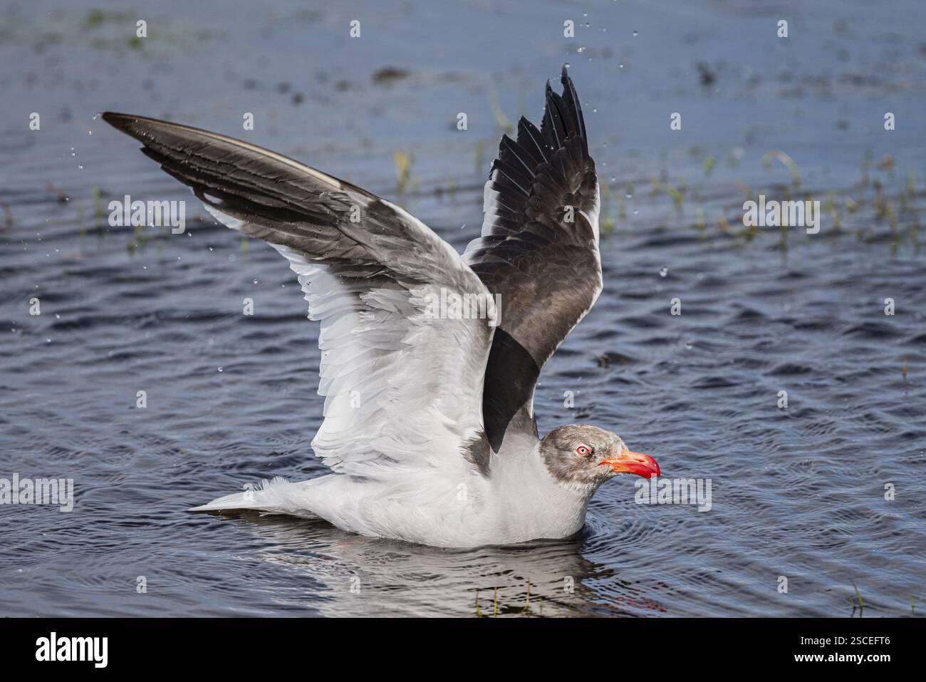 Mouette à bec de sang (Leucophaeus scoresbii, également Larus scoresbii), jeune oiseau se baignant dans un étang d'eau douce, Bleaker Island, îles Falkland, Great Brit Banque D'Images