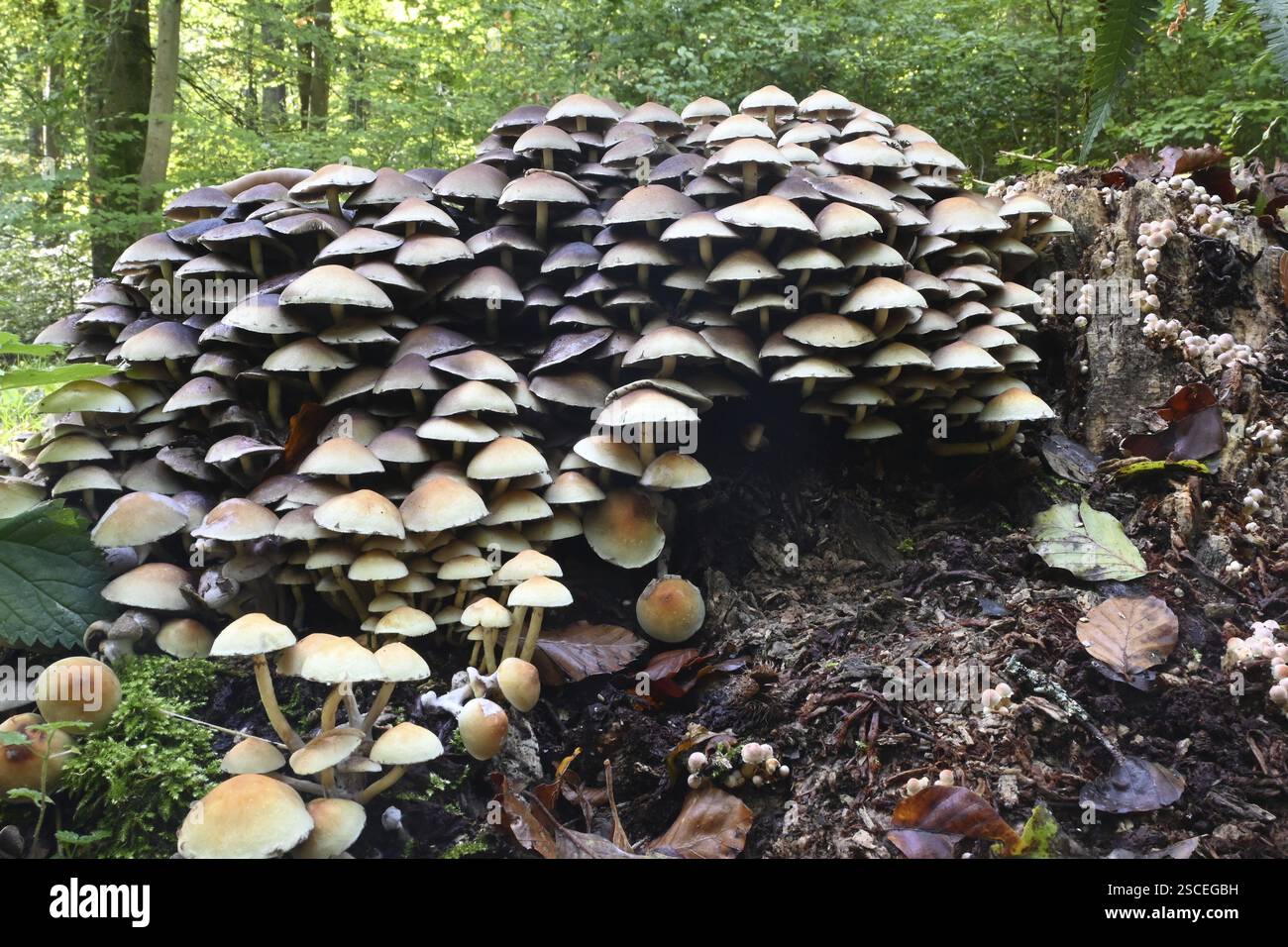 Touffe de conifères (Hypholoma capnoides), basse-Franconie, Bavière, Allemagne, Europe Banque D'Images