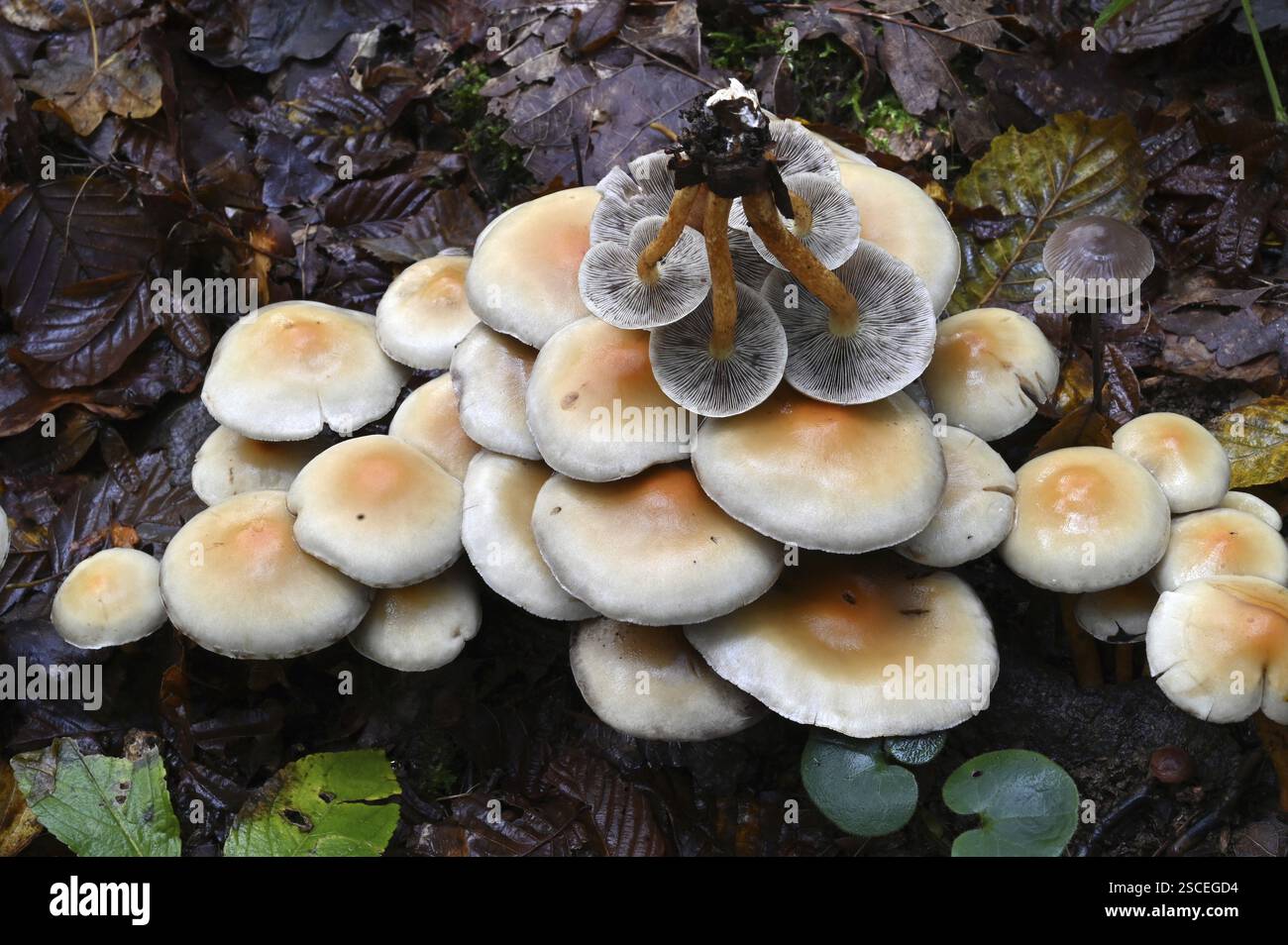 Touffe de conifères (Hypholoma capnoides), basse-Franconie, Bavière, Allemagne, Europe Banque D'Images