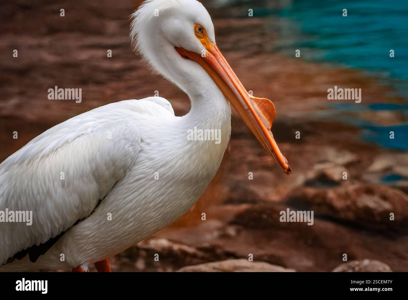 pélican blanc, pélican brun, pélican, volaille d'eau, oiseau blanc, gros oiseau blanc, oiseau massif, bec long, bec long Banque D'Images