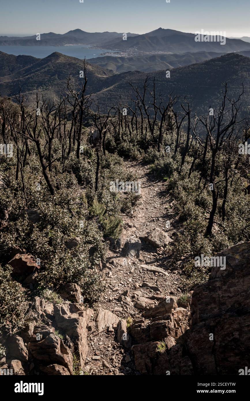 Forêt brûlée à la suite des incendies de forêt dans les zones environnantes de la municipalité de Portbou (Gérone). Banque D'Images