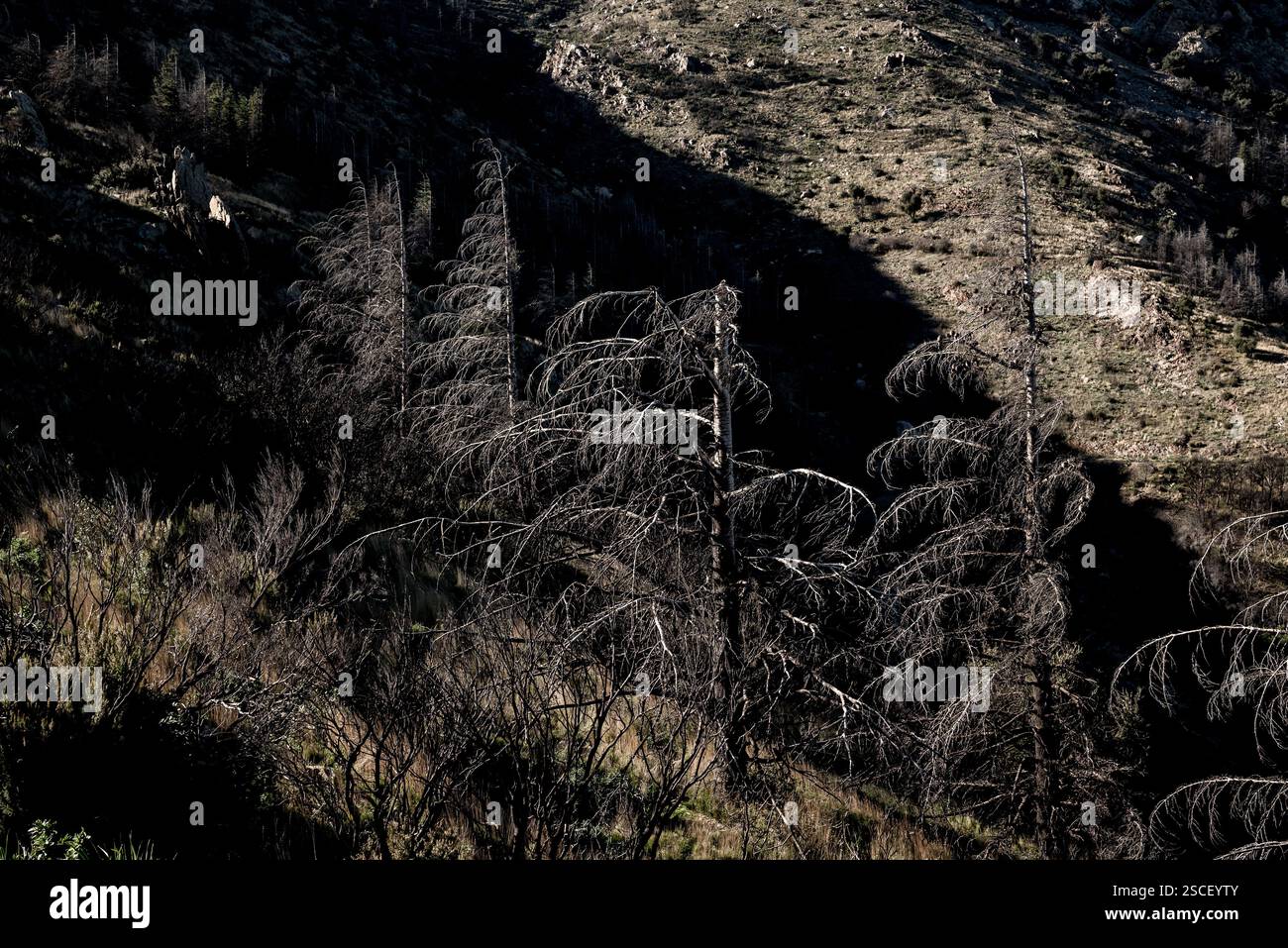 Forêt brûlée à la suite des incendies de forêt dans les zones environnantes de la municipalité de Portbou (Gérone). Banque D'Images
