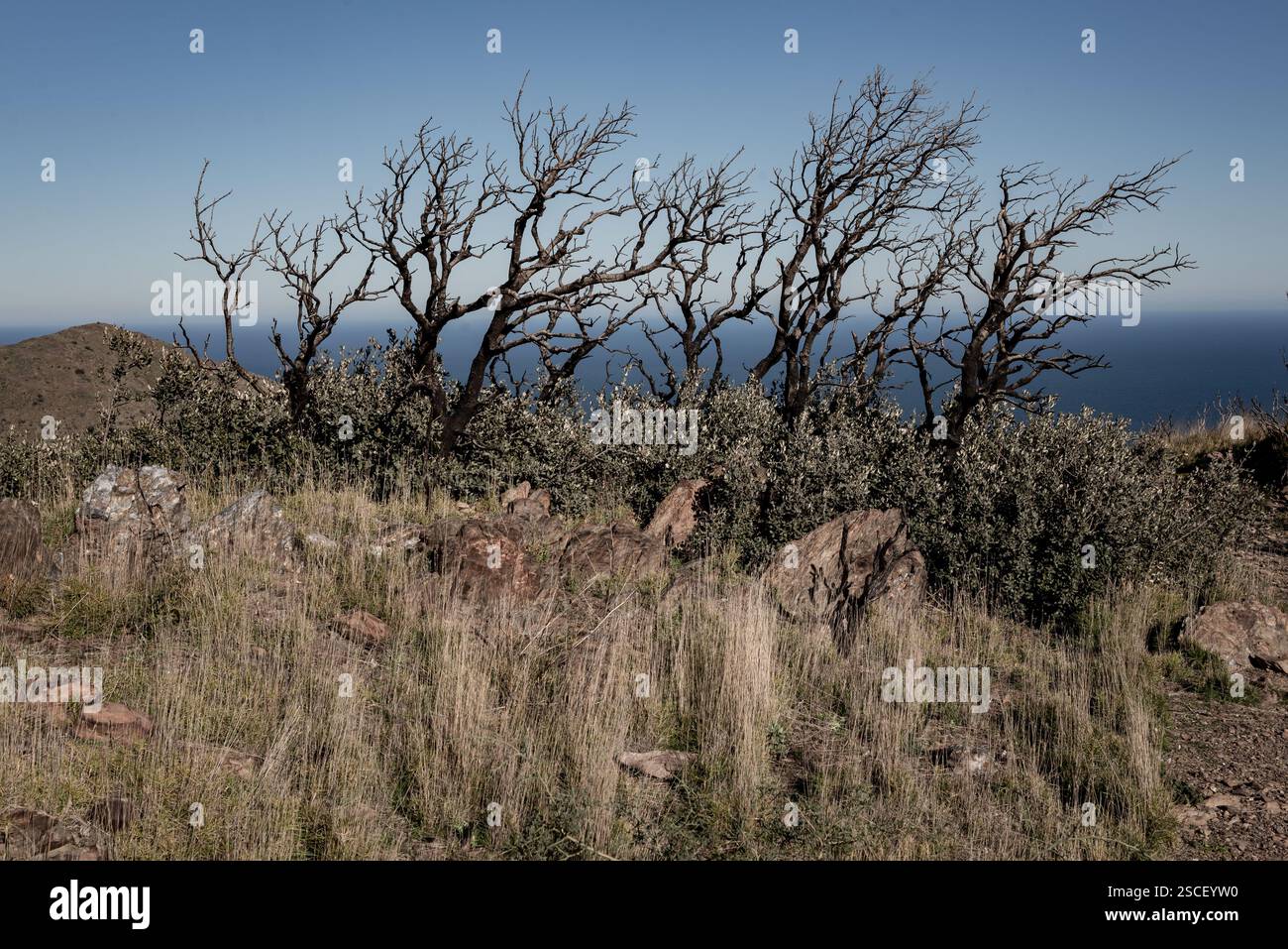 Forêt brûlée à la suite des incendies de forêt dans les zones environnantes de la municipalité de Portbou (Gérone). Banque D'Images