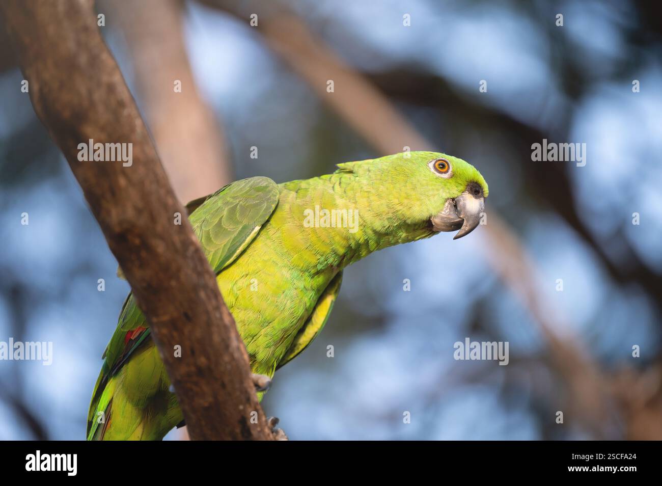 Perroquet vert assis sur la branche d'arbre vue rapprochée sur fond flou Banque D'Images