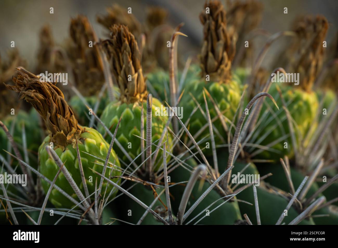 Fruit en forme d'ananas sur Barrel Cactus dans le parc national de Saguaro Banque D'Images