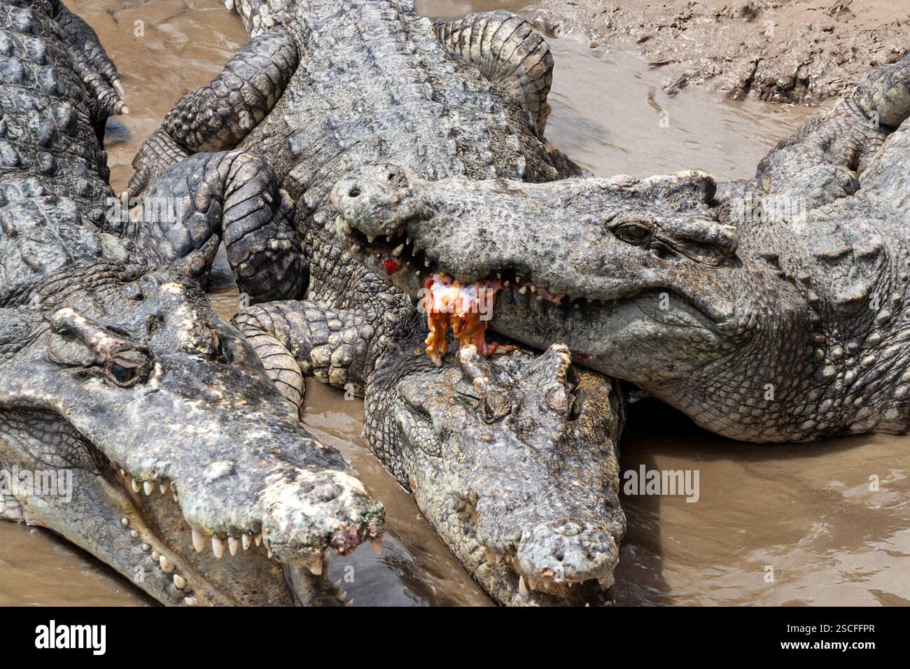 Les crocodiles rampent dans la banque boueuse Banque D'Images