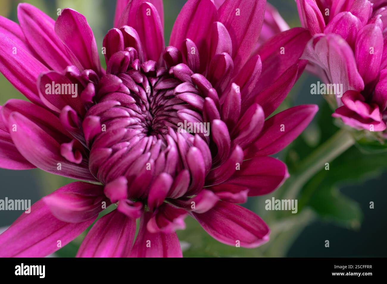 Fleuristes roses chrysanthème fleurit avec des tiges vertes Banque D'Images