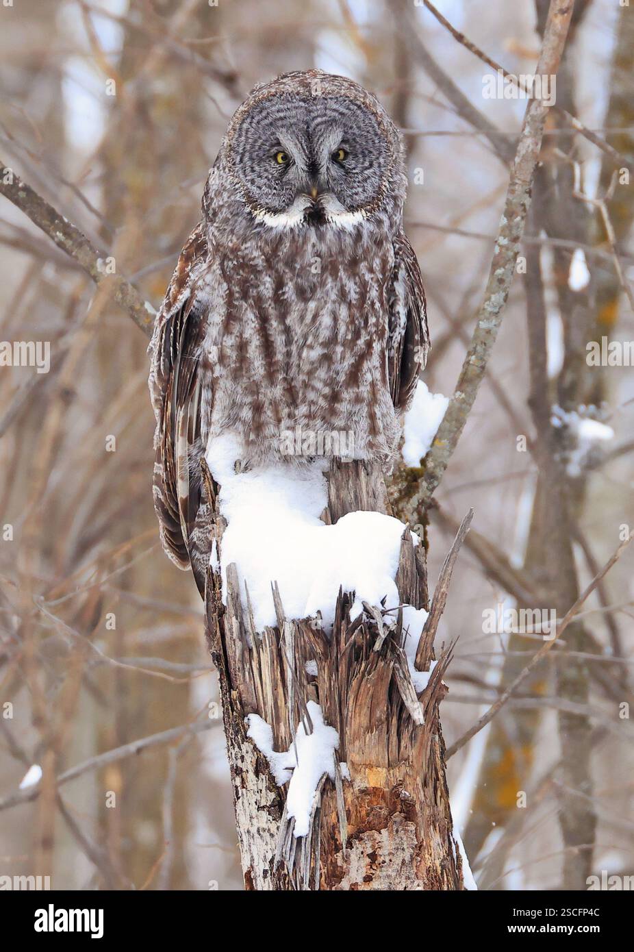 Grand hibou gris assis sur une branche d'arbre dans la forêt, Québec, Canada Banque D'Images