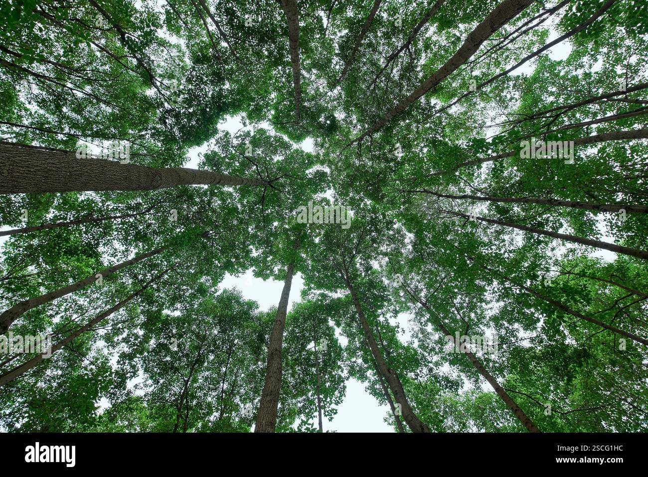 Forêt dense photographiée depuis un angle vers le haut Banque D'Images