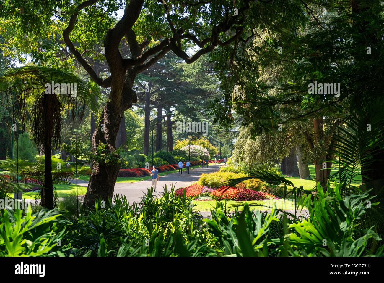 Les gens marchent, le soleil coule à travers de majestueux sapins sur des sous-bois tropicaux colorés, des bordures de fleurs et des pelouses dans le parc Fitzroy Gardens à Melbourne Banque D'Images