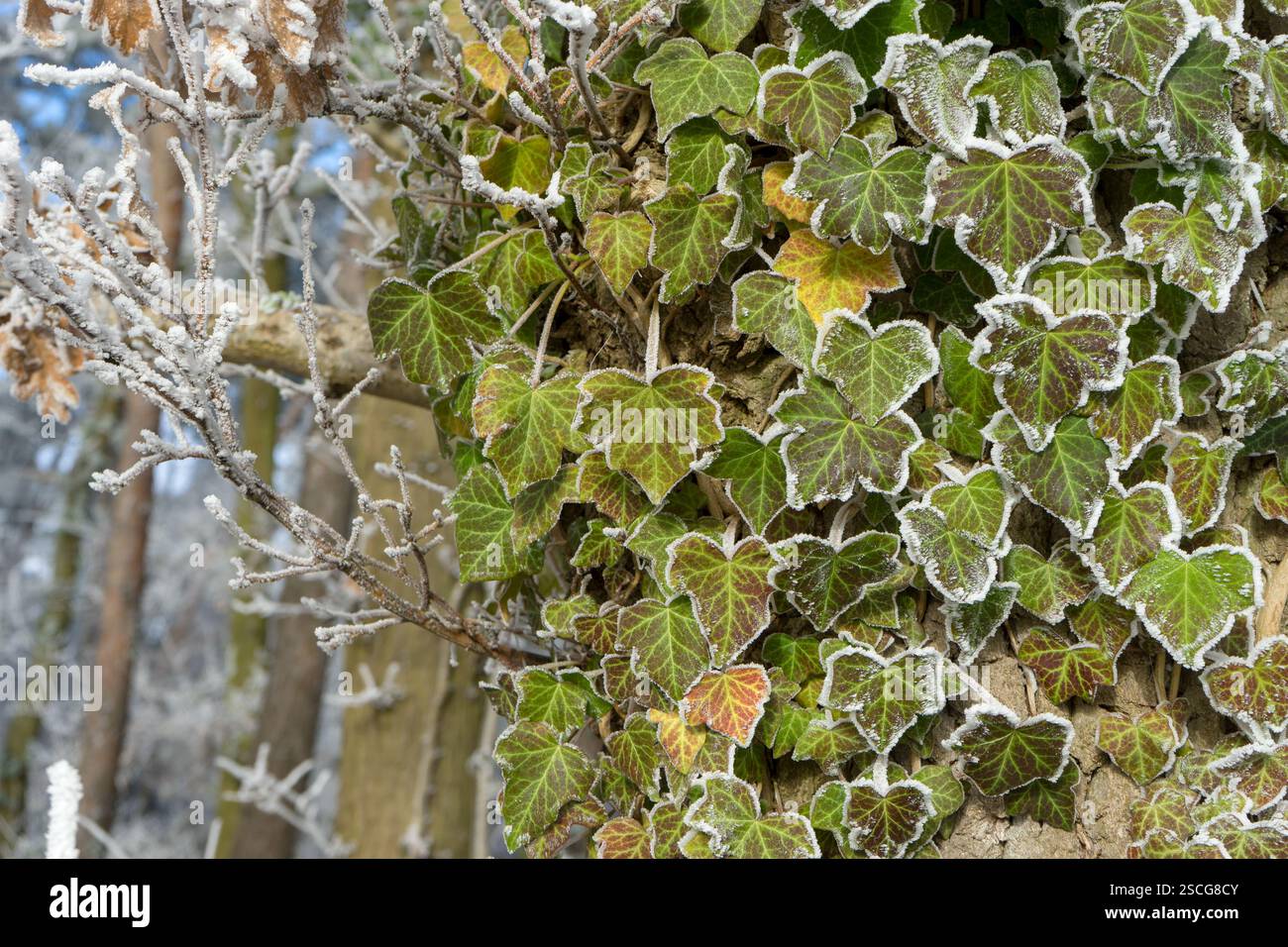 Arbre avec la plante de lierre et hoarfrost en hiver Banque D'Images