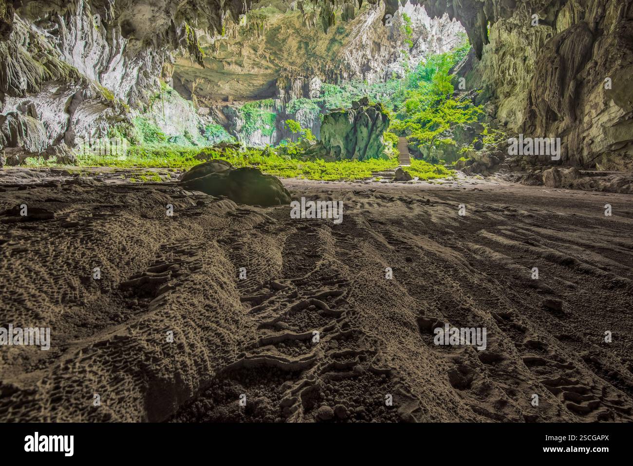 Mystérieux intérieur de grotte avec une végétation luxuriante et des formations rocheuses Banque D'Images