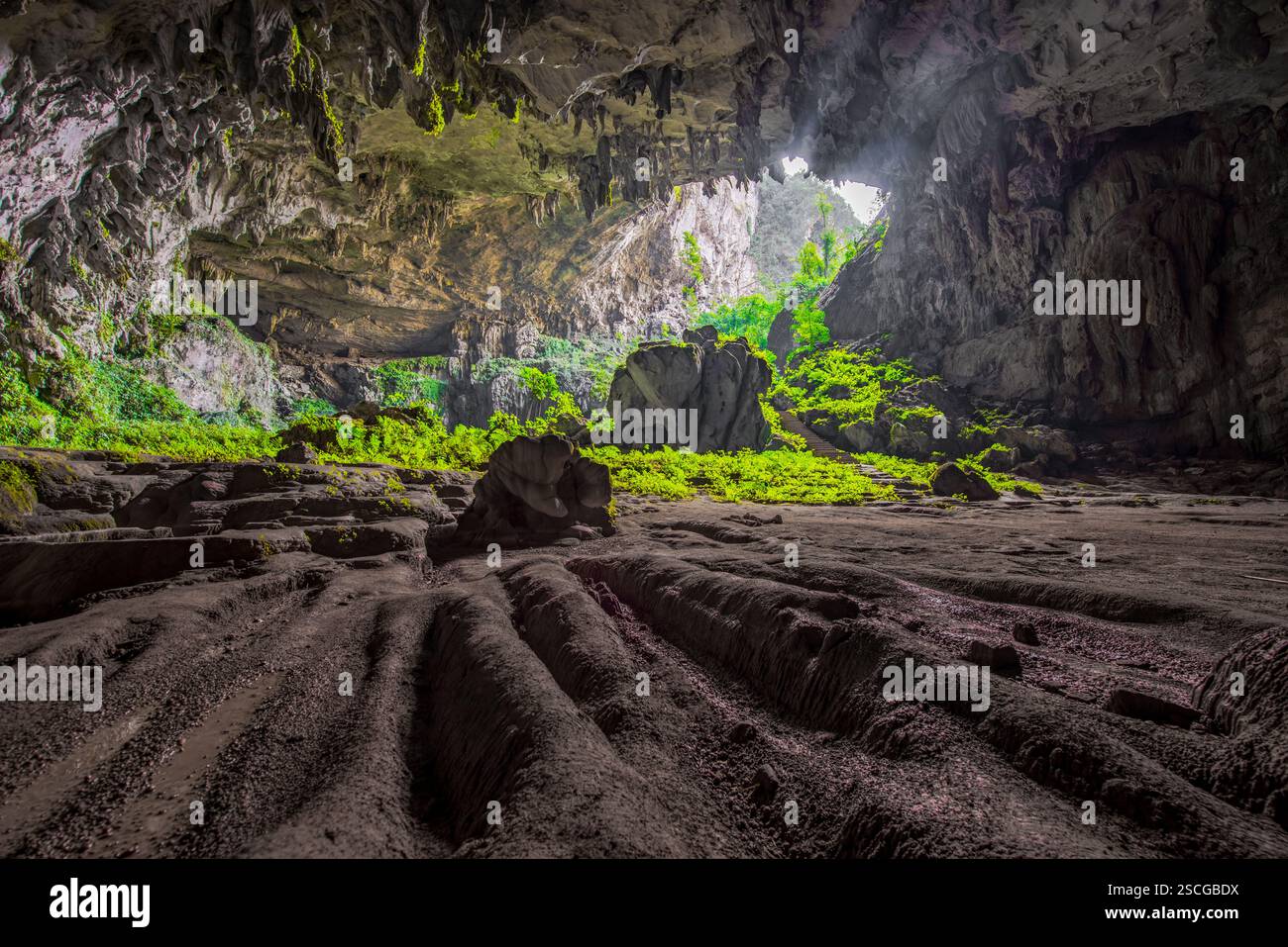 Mystérieux intérieur de grotte avec une végétation luxuriante et des formations rocheuses Banque D'Images
