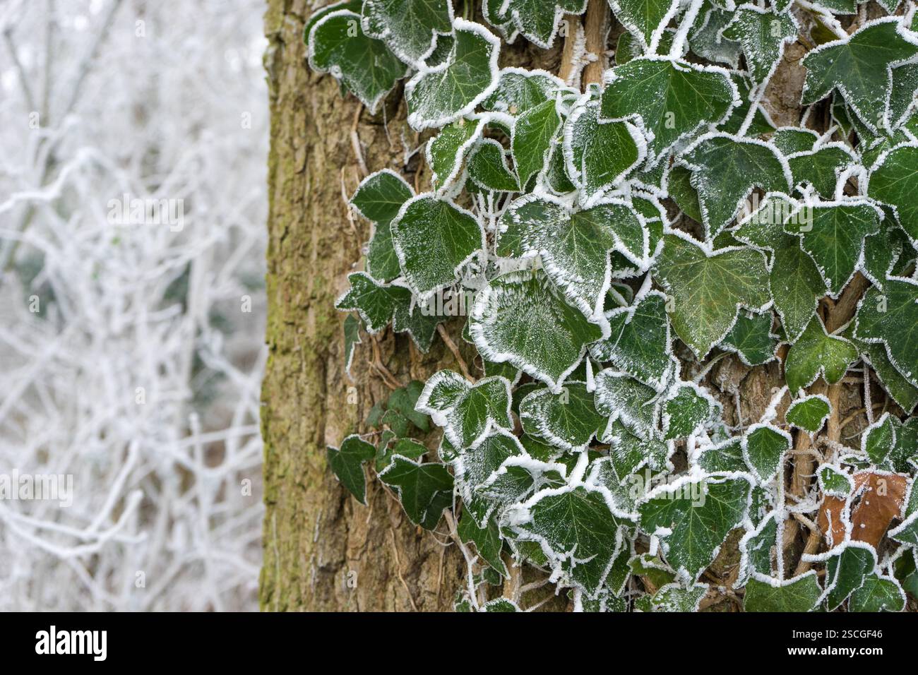 Arbre avec la plante de lierre et hoarfrost en hiver Banque D'Images