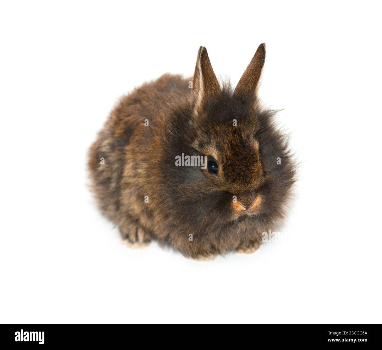 Le petit lapin gris sur fond blanc Banque D'Images