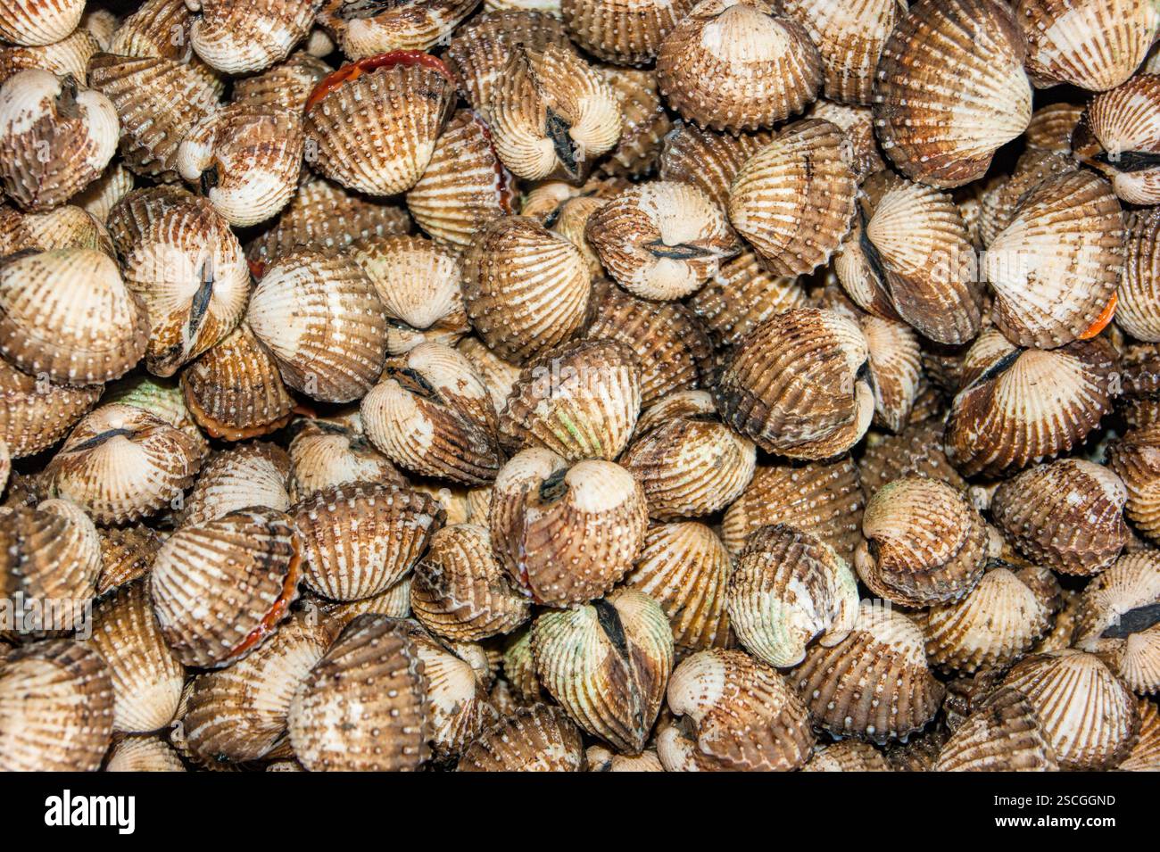 Fruits de mer frais photographiés au marché aux poissons Banque D'Images