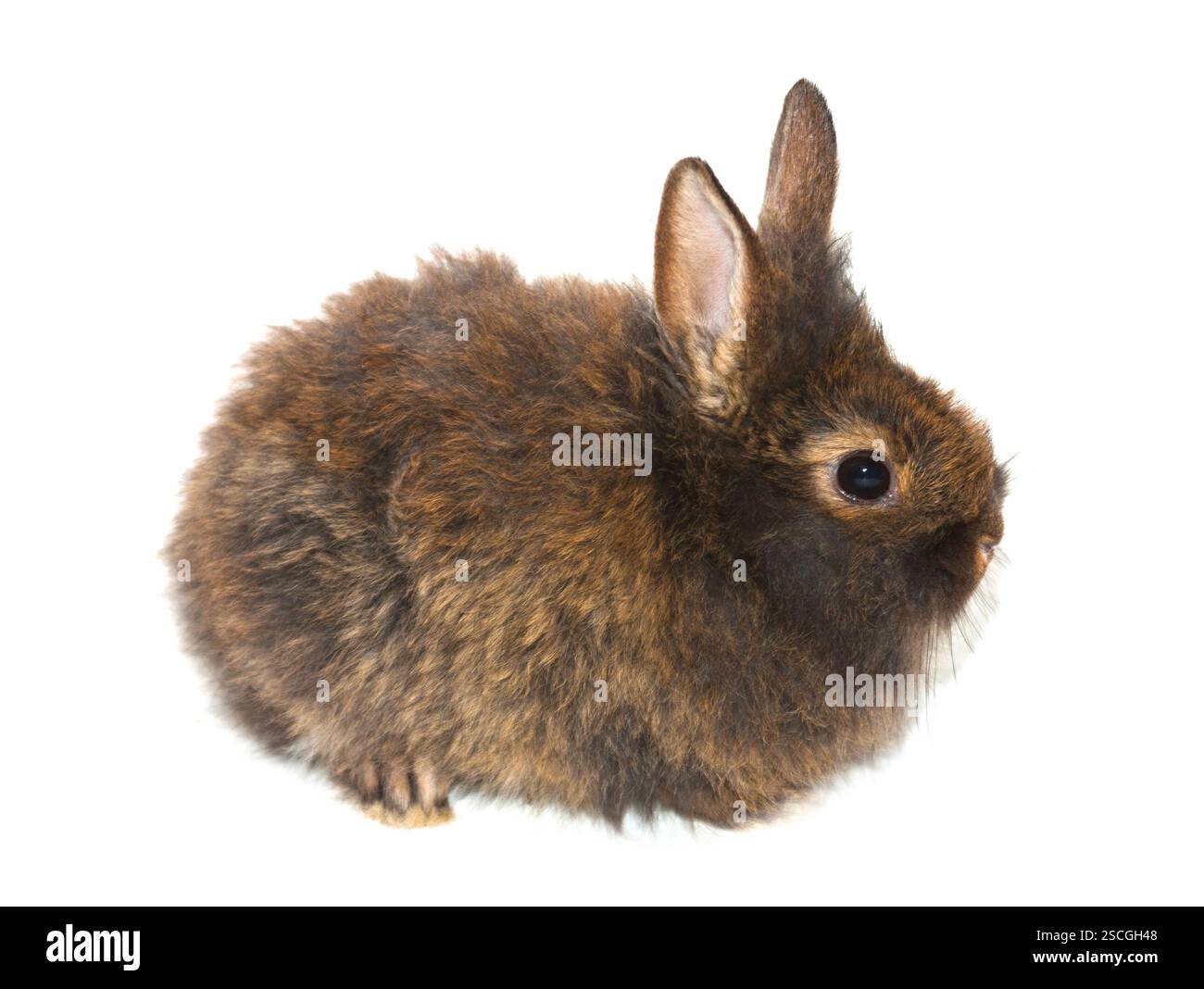 Le petit lapin gris isolé sur un fond blanc Banque D'Images