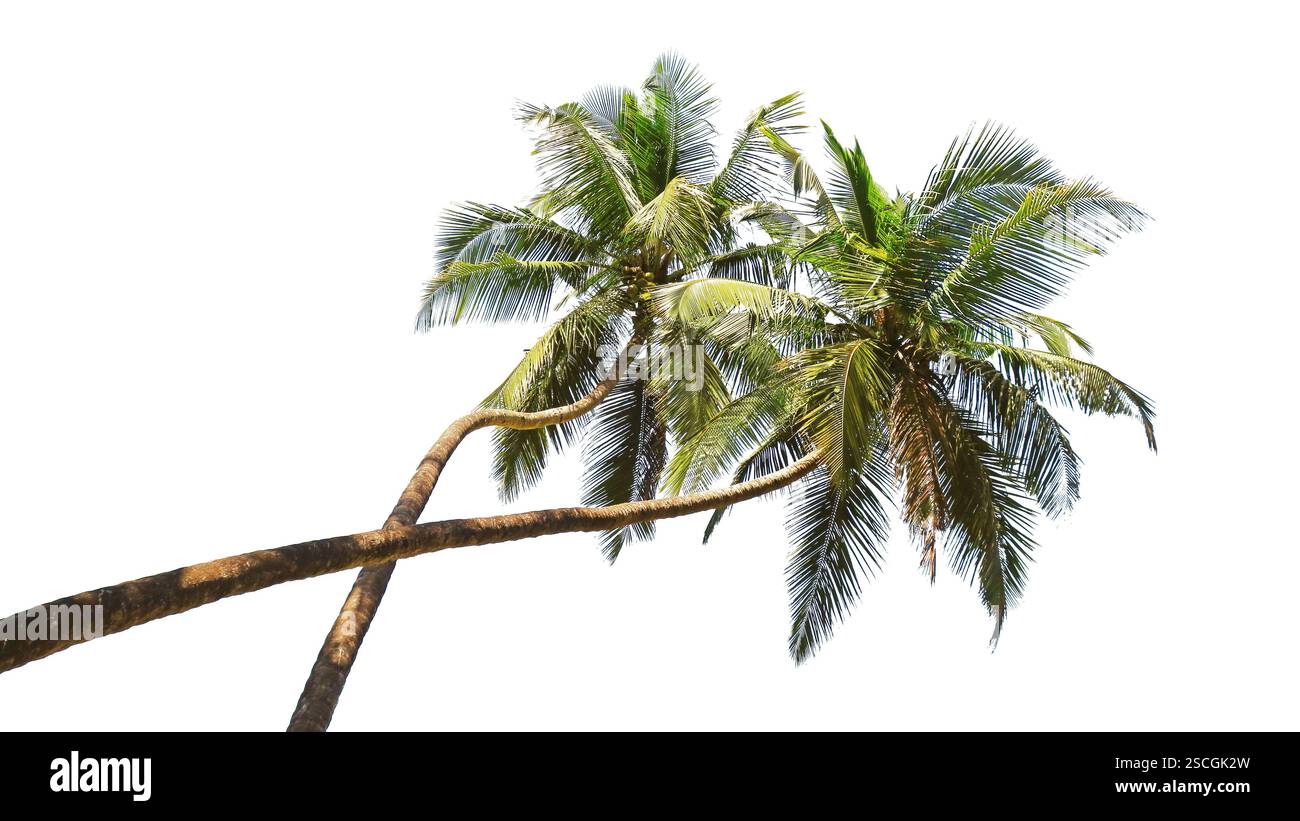 Palmiers verts contre le ciel bleu à Goa isolé sur un fond blanc Banque D'Images