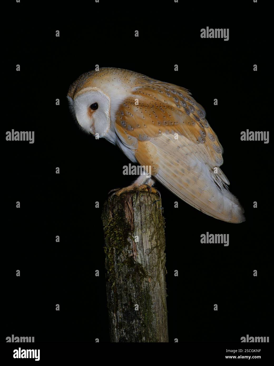 Hibou de la grange la nuit Banque D'Images