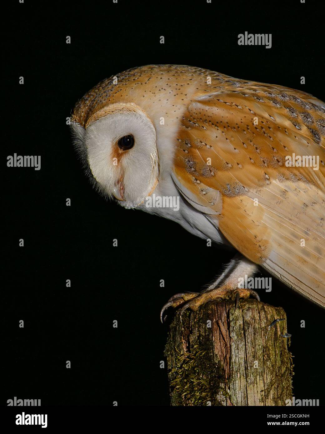 Hibou de la grange la nuit Banque D'Images