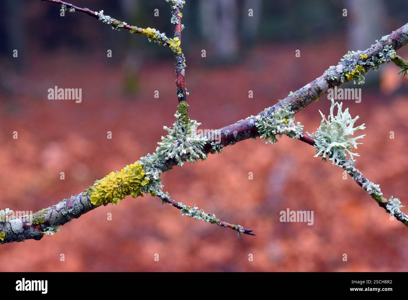 Les lichens Xanthoria parietina et Evernia prunastri sur une branche d'arbre Banque D'Images