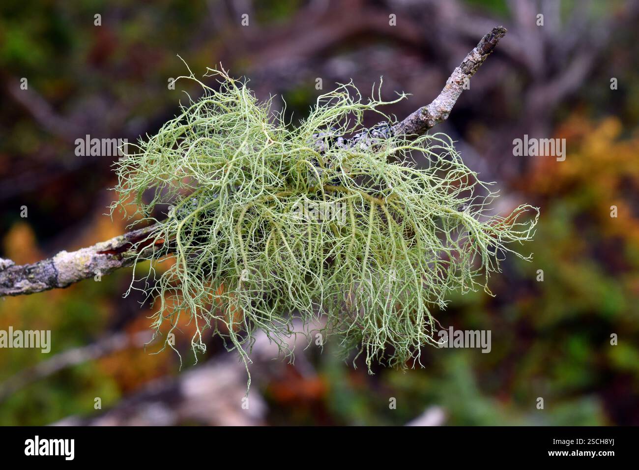 Le fruticose lichen Usnea sp sur une branche d'arbre Banque D'Images