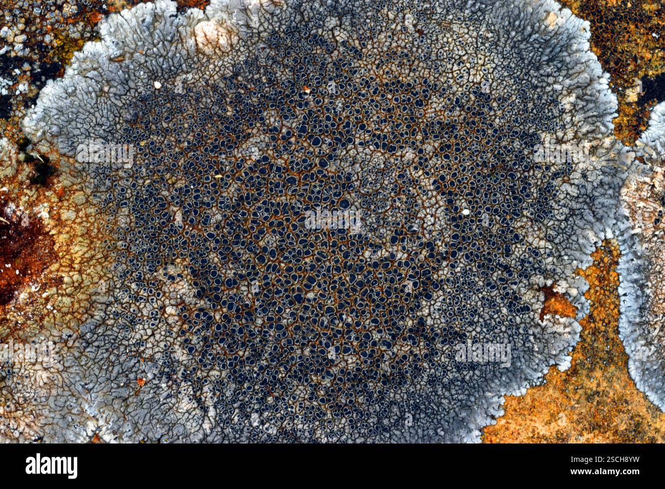 Lichens crusteux sur roches calcaires Banque D'Images