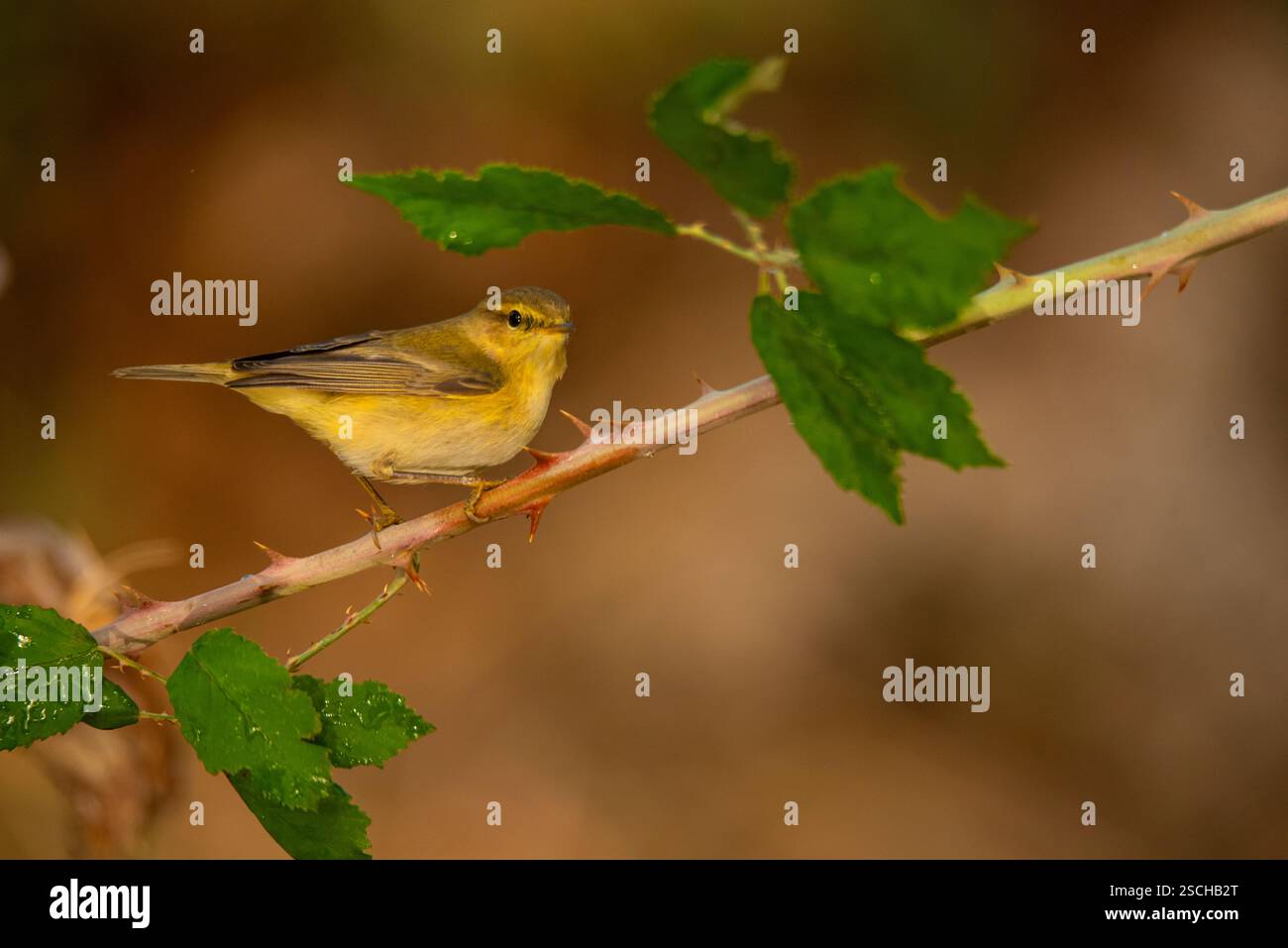Une délicate Paruline de saule frappe une pose serrée sur une branche épineuse, complétée par des feuilles douces dans un cadre naturel serein. Banque D'Images