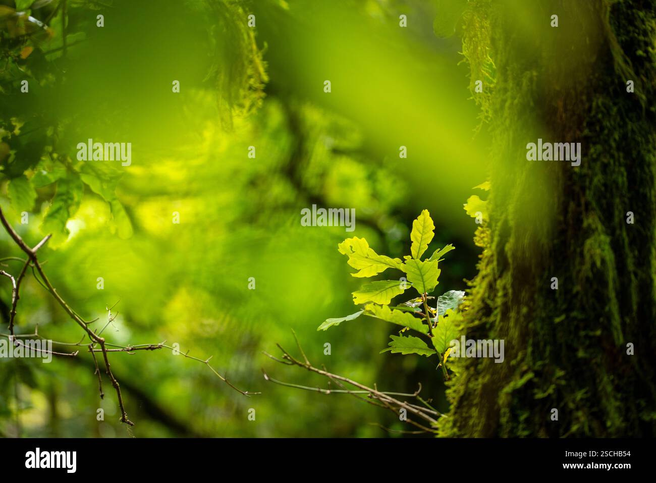 Vue rapprochée de feuilles de chêne vert vif et d'un tronc d'arbre enveloppé de mousse vibrante, éclairés de façon spectaculaire par la lumière naturelle filtrant à travers un dense, g Banque D'Images