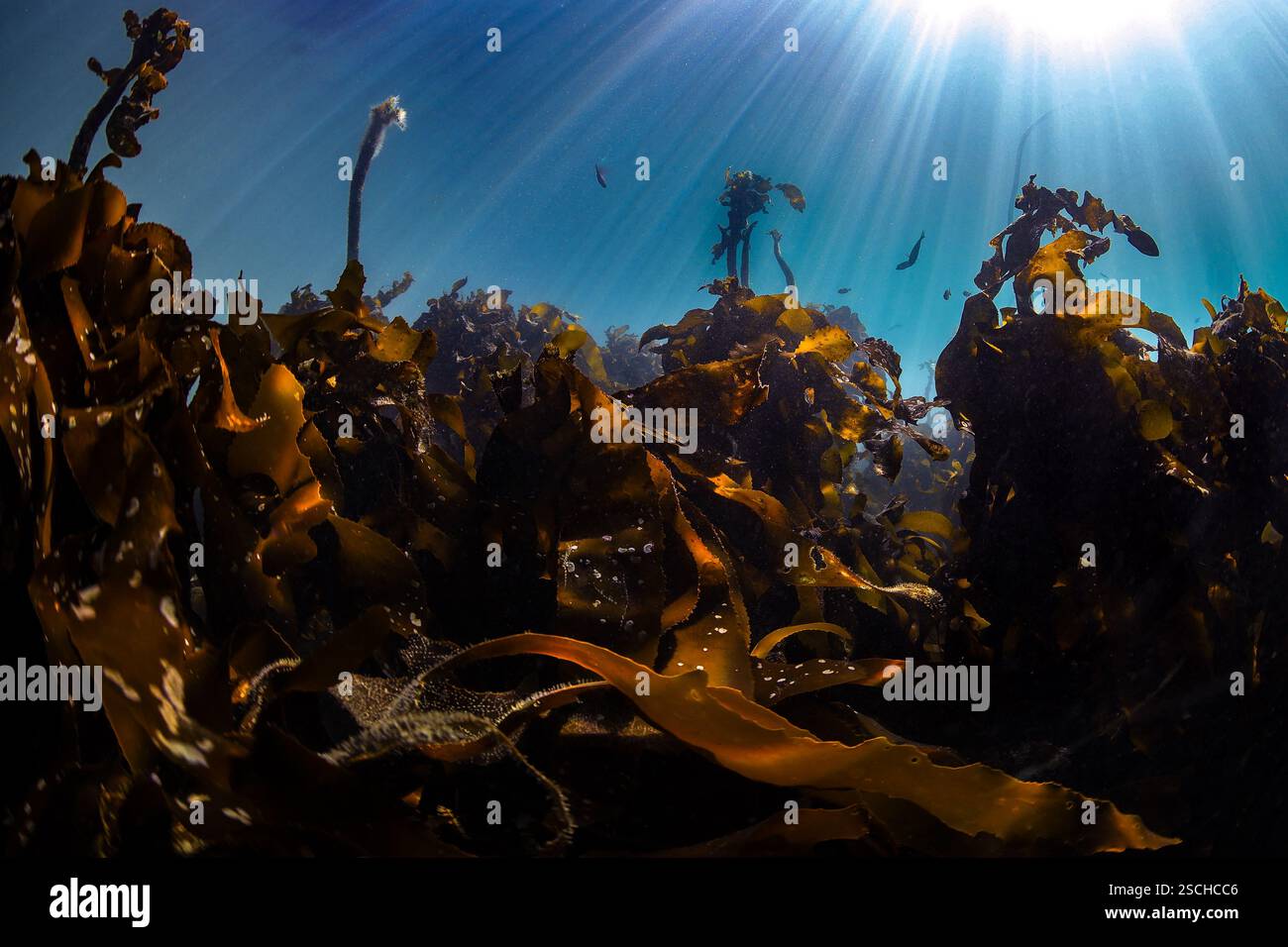 Une scène sous-marine d'une forêt de varech (Ecklonia maxima) dans l'eau claire avec les feuilles brunes près de la caméra et les rayons du soleil brillent dans l'eau Banque D'Images