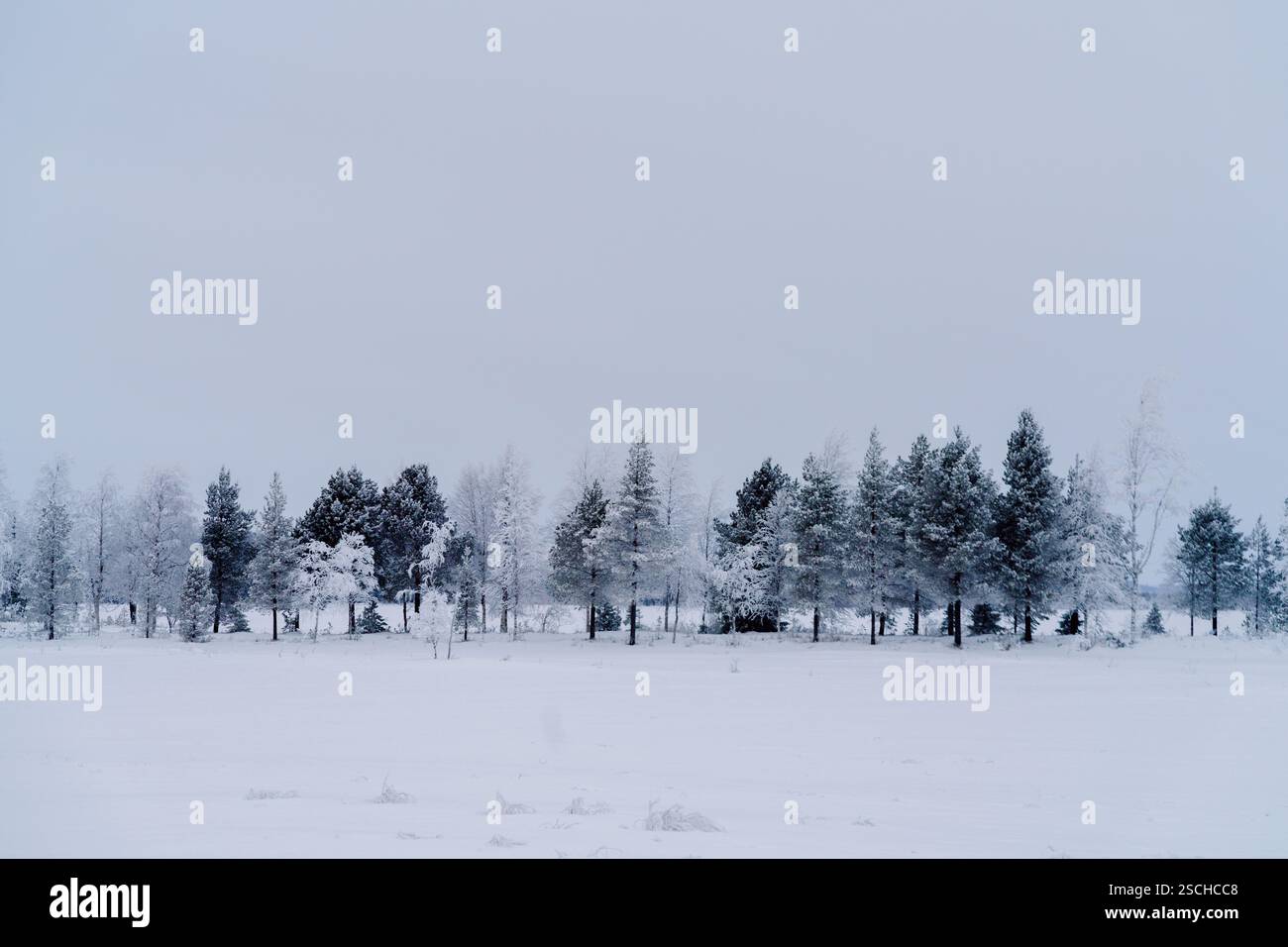 Scène hivernale captivante en Laponie suédoise, mettant en valeur un paysage serein d'arbres couverts de neige sous un ciel gris et doux. Hiver tranquille et immaculé Banque D'Images