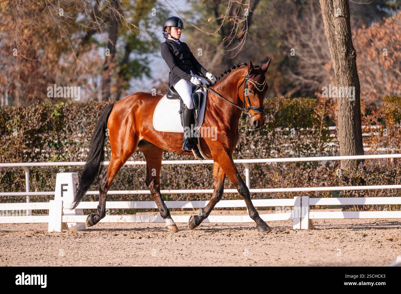 Un cavalier en tenue de dressage formelle guide gracieusement un cheval dans une arène extérieure entourée d'arbres la scène capture l'élégance et la précision de c. Banque D'Images