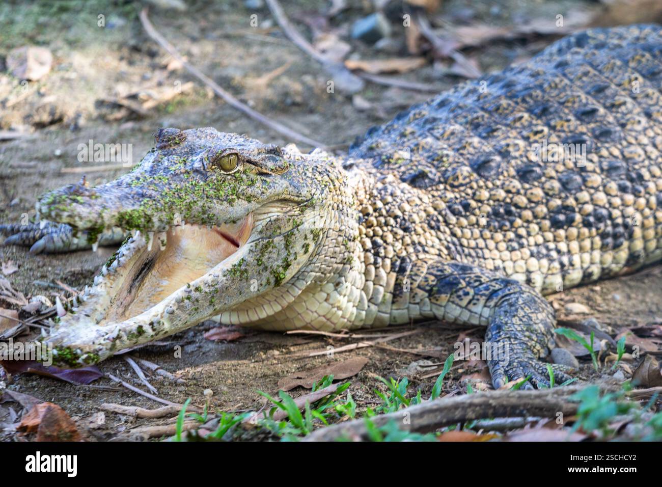 Un crocodile d'eau salée au Davao Crocodile Park and Zoo de Davao City, aux Philippines, l'une des attractions animalières les plus connues du pays Banque D'Images