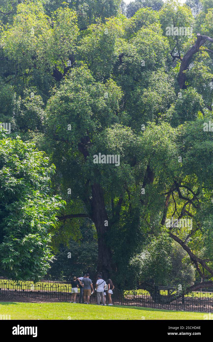 Voir les touristes en visite éducative pour découvrir les arbres de verdure du patrimoine aux jardins botaniques de Singapour. Site du patrimoine de l'UNESCO pour les voyages. Banque D'Images