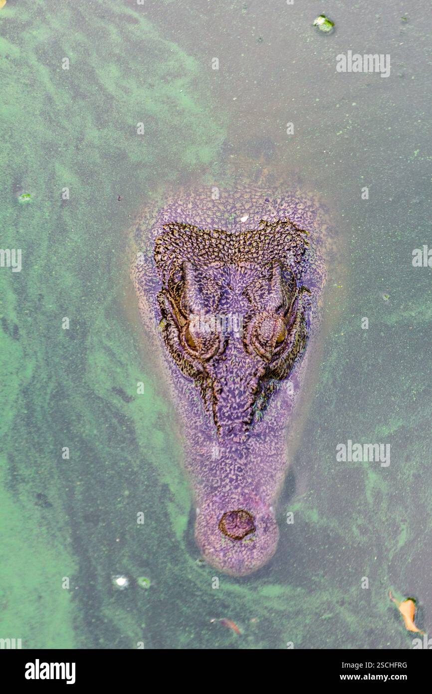 Un crocodile d'eau salée au Davao Crocodile Park and Zoo de Davao City, aux Philippines, l'une des attractions animalières les plus connues du pays Banque D'Images