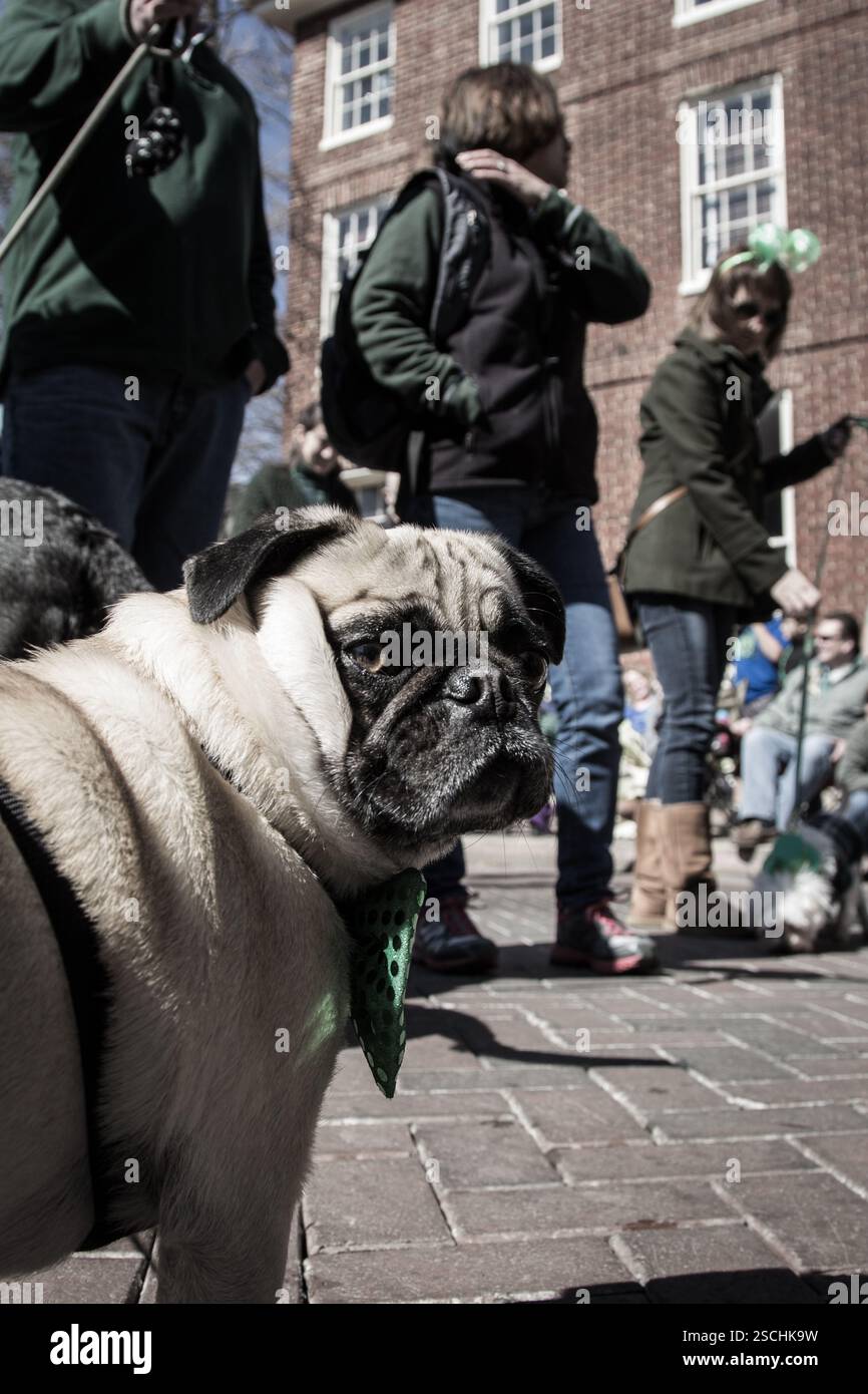 PUG en bandana vert, dans le cadre d'un défilé de la fête de Patrick. Banque D'Images