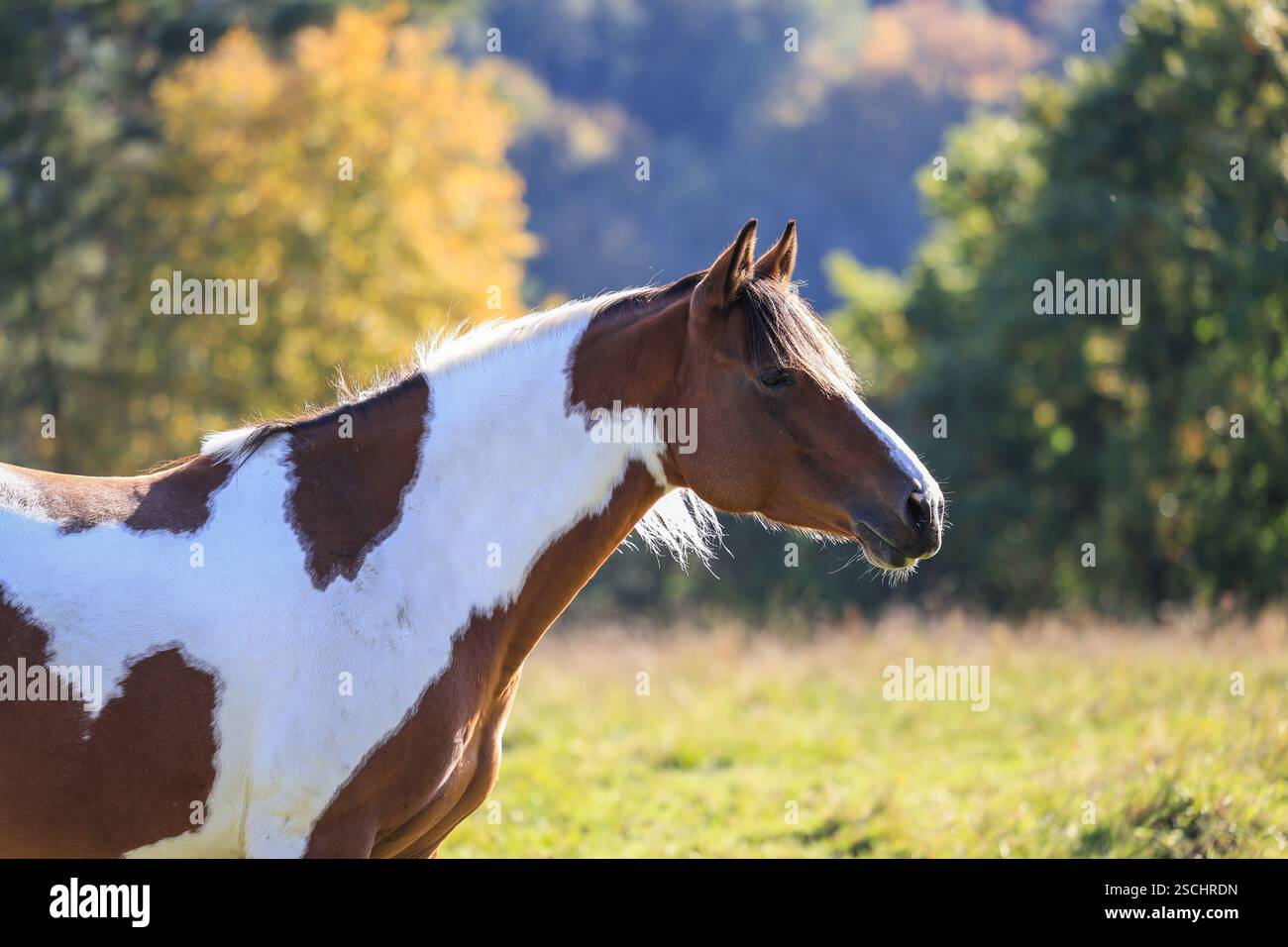 Peindre cheval au ranch dans la campagne. Scène rurale d'automne avec l'animal sur les pâturages Banque D'Images