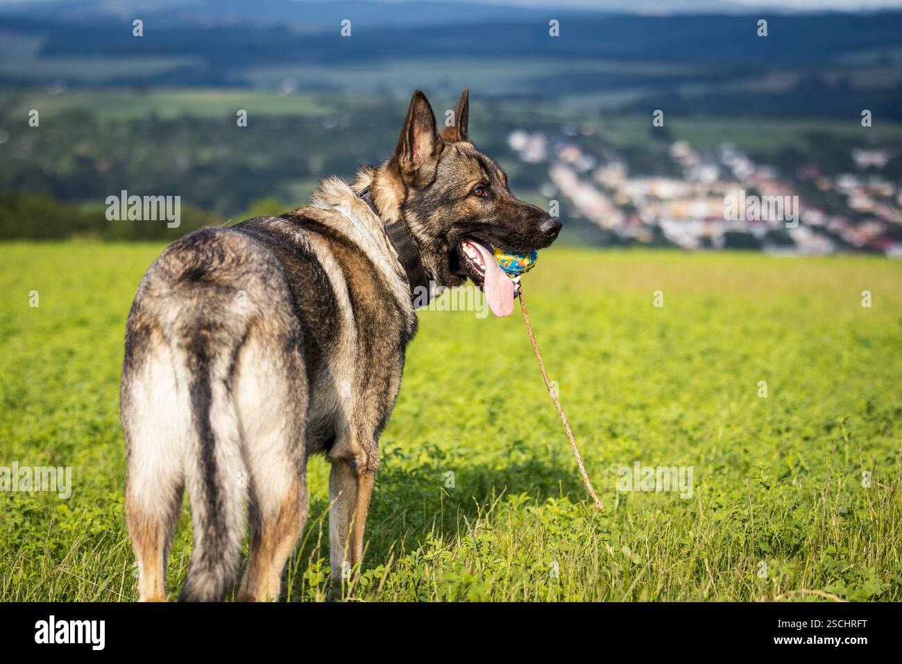 Chien berger allemand jouant avec jouet pour animaux de compagnie dans le champ. Chien de berger gris de race pure à l'extérieur Banque D'Images