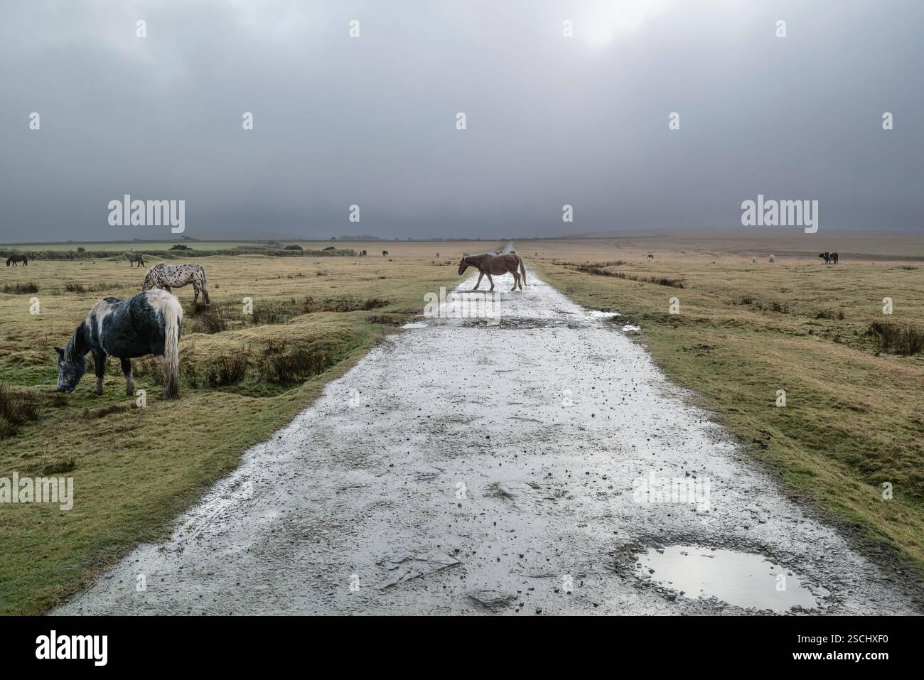 Une piste de route accidentée en piscine sur Davidstow Moor sur un brouillard brumeux Bodmin Moor en Cornouailles au Royaume-Uni. Banque D'Images