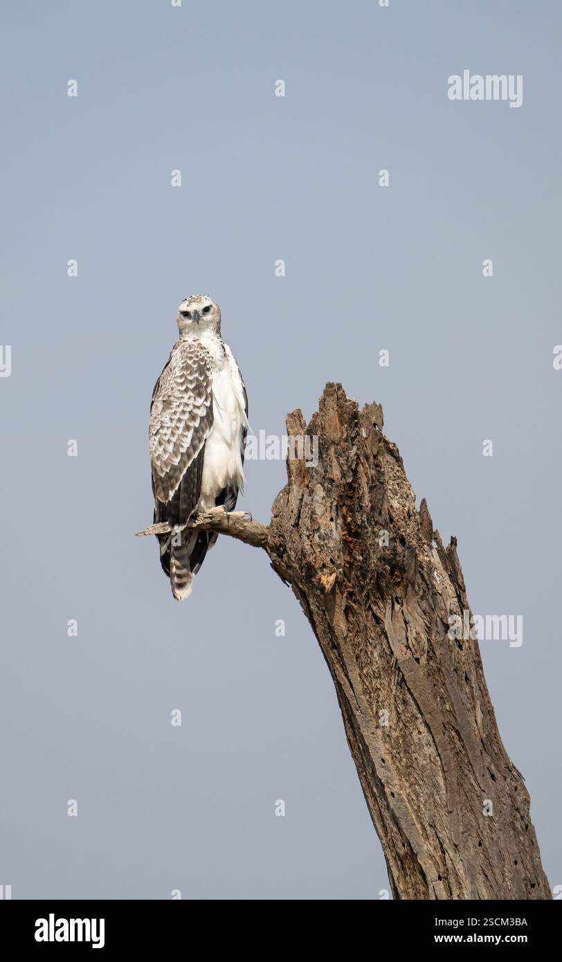 Aigle martial immature (Polemaetus bellicosus). Il faut 5-6 ans pour gagner le plumage adulte Banque D'Images