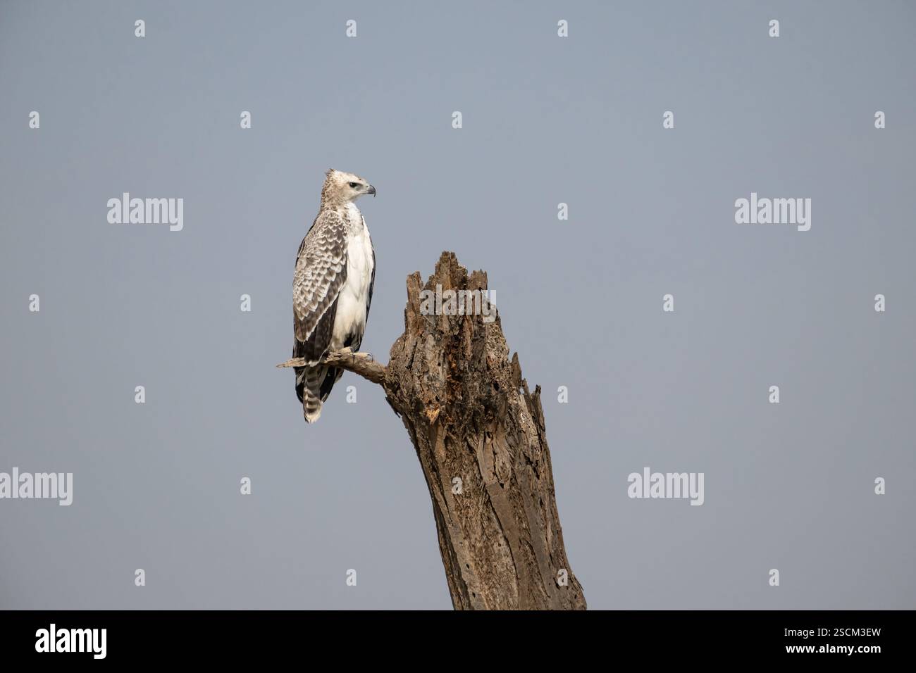 Aigle martial immature (Polemaetus bellicosus). Il faut 5-6 ans pour gagner le plumage adulte Banque D'Images