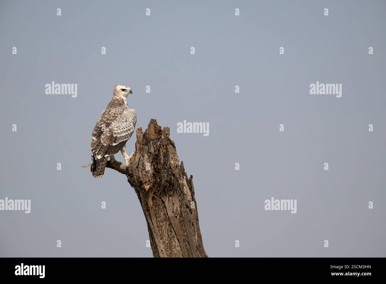 Aigle martial immature (Polemaetus bellicosus). Il faut 5-6 ans pour gagner le plumage adulte Banque D'Images