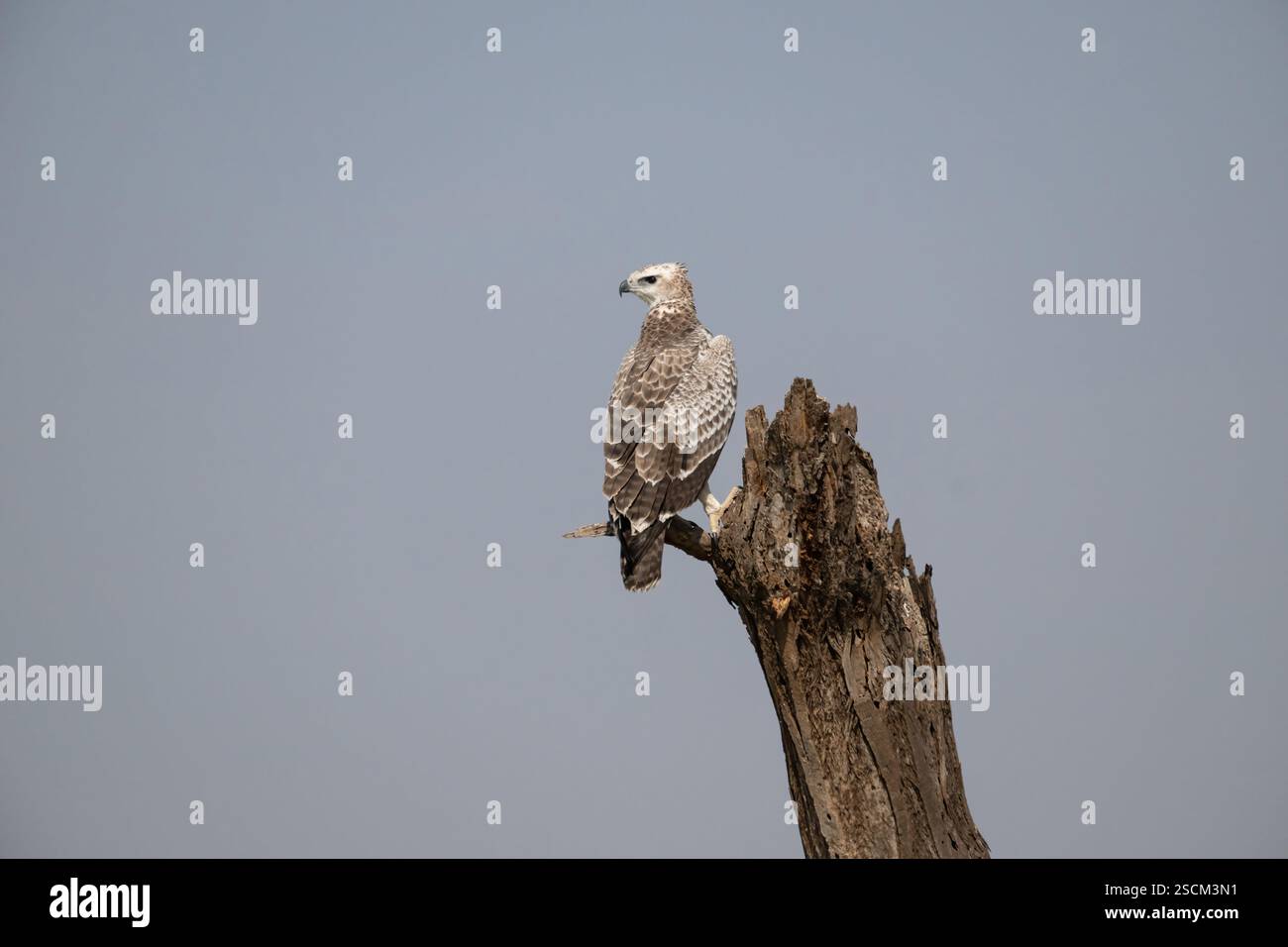 Aigle martial immature (Polemaetus bellicosus). Il faut 5-6 ans pour gagner le plumage adulte Banque D'Images