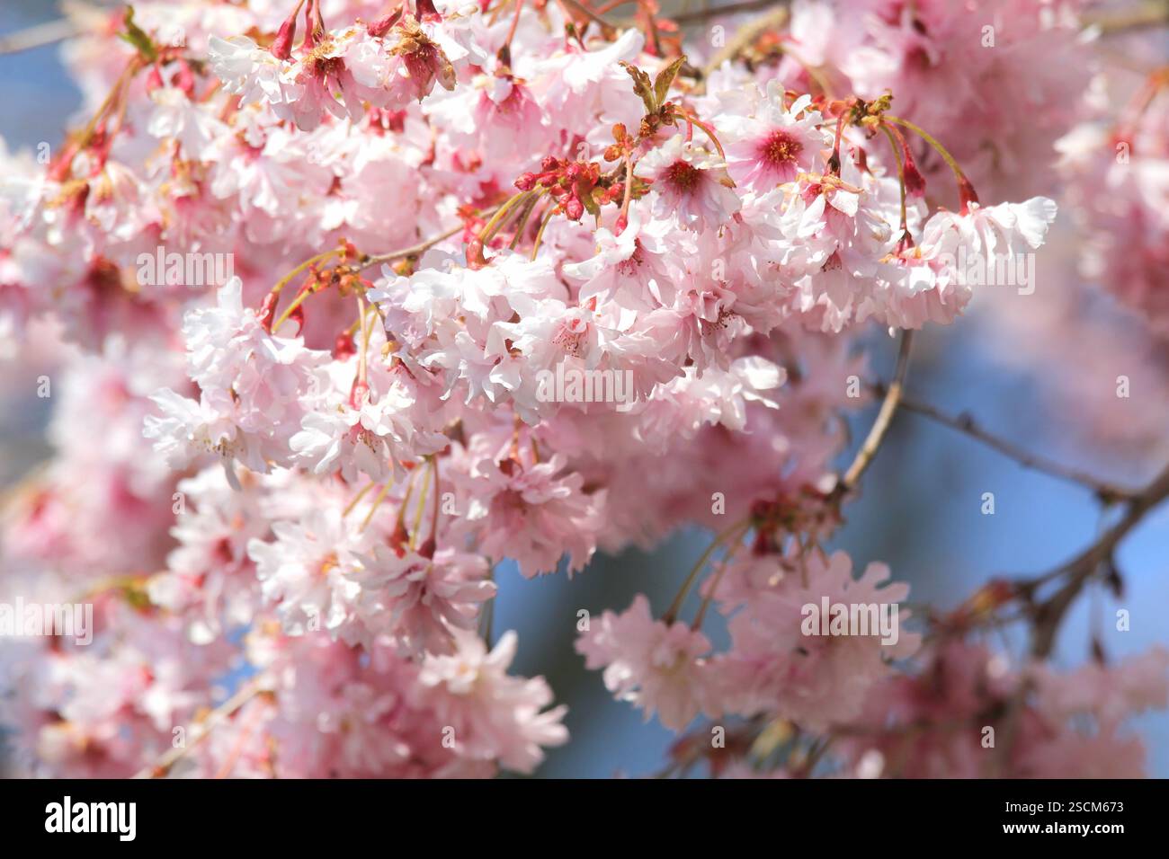La belle fleur de cerisier rose de l'arbre Prunus incisa 'Oshidori' Banque D'Images
