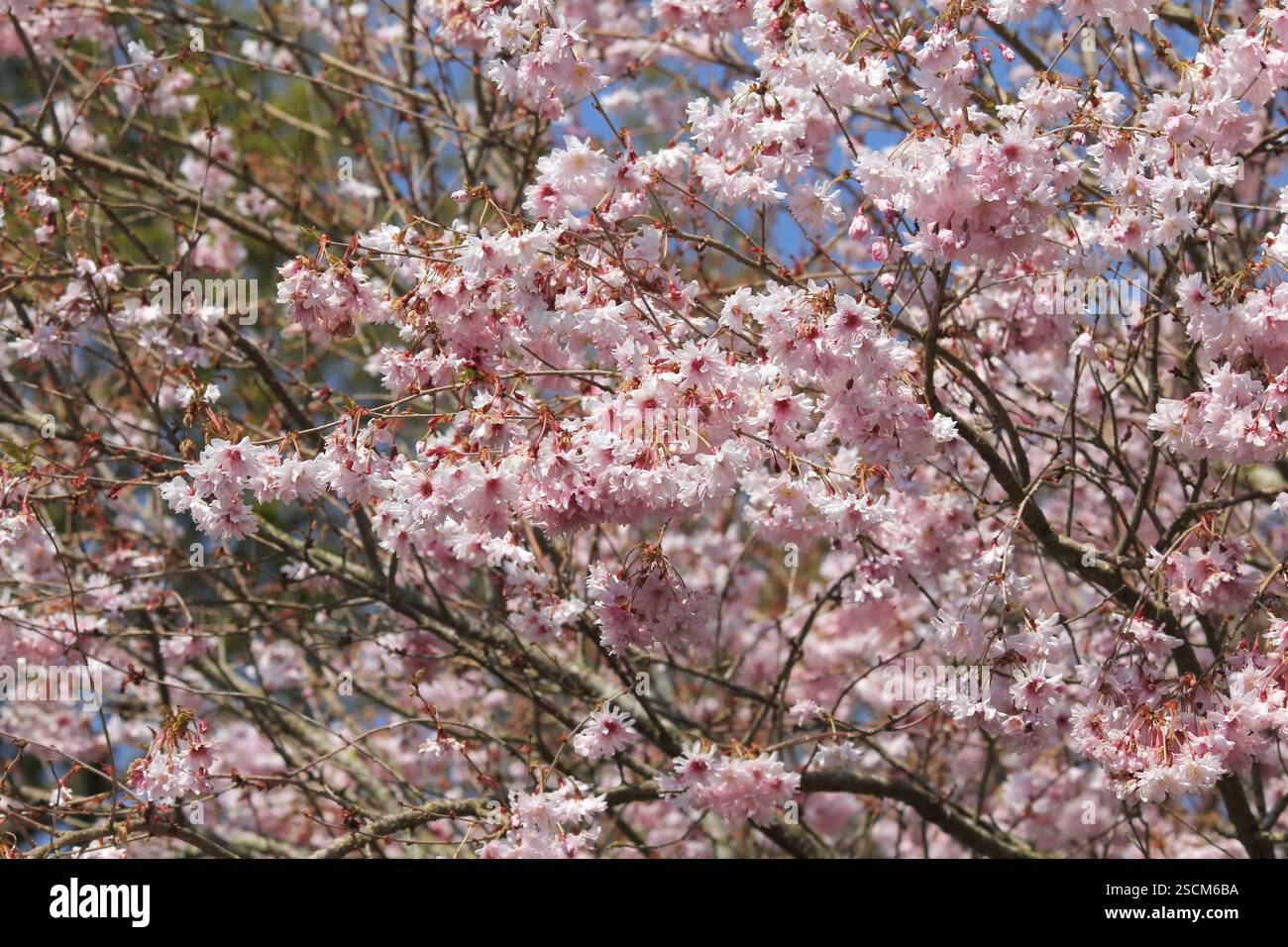 La belle fleur de cerisier rose de l'arbre Prunus incisa 'Oshidori' Banque D'Images