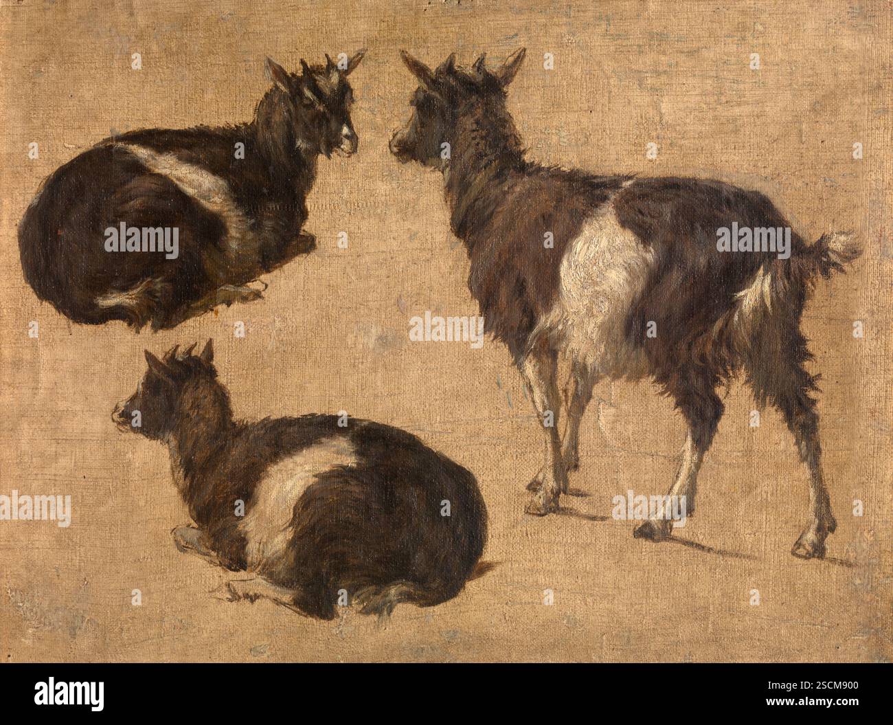 Chèvres, c1870. Banque D'Images