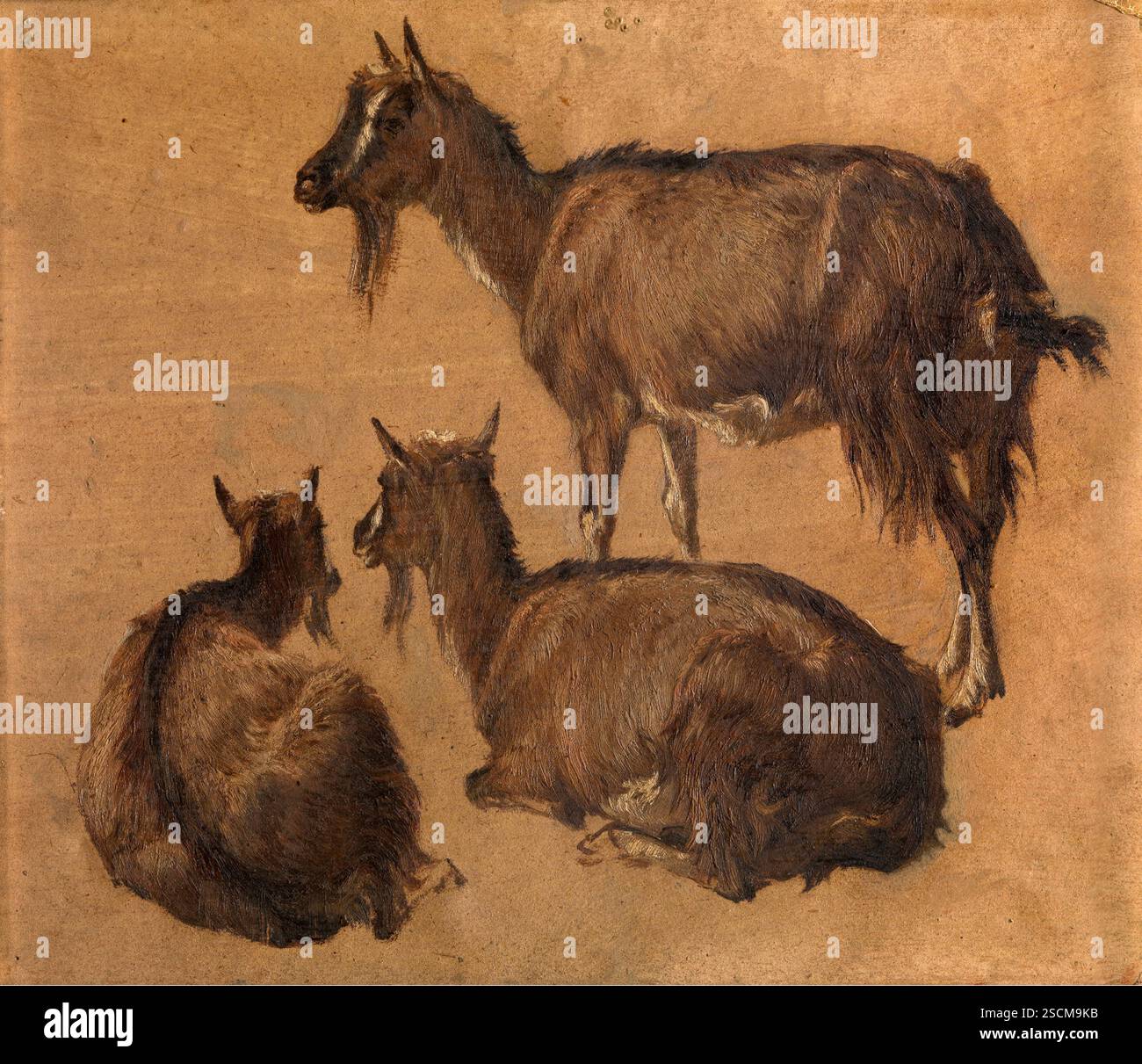 Chèvres, c1870. Banque D'Images