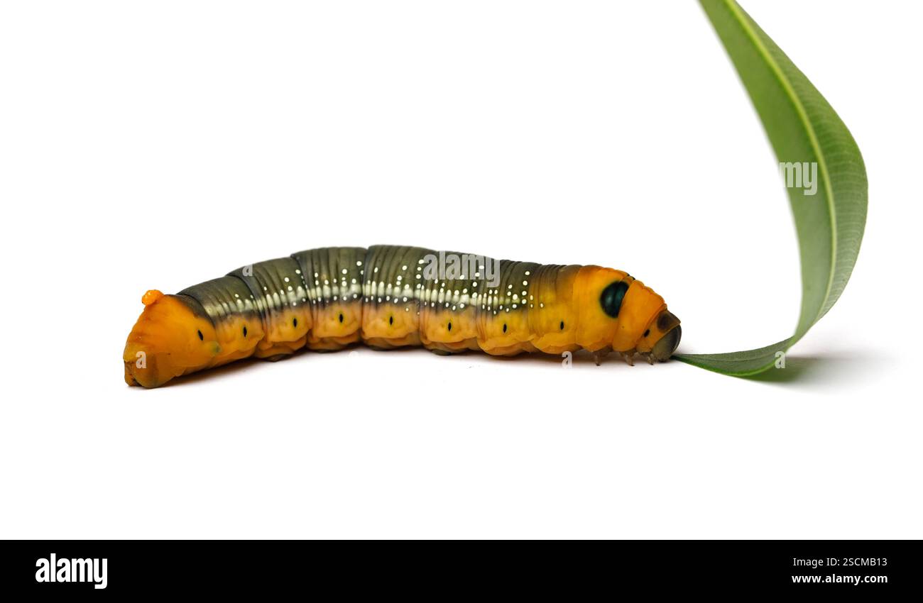 Grande chenille Oleander Hawk Moth mangeant feuille de laurier vert isolé sur fond blanc, macro Banque D'Images