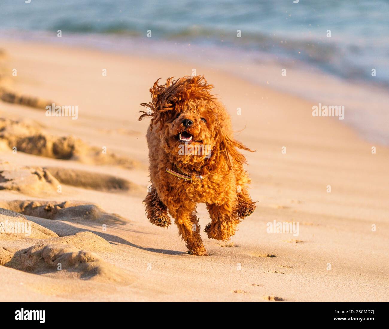 Heureux chien Cockapoo moelleux courant le long de la rive d'une plage au lever du soleil Banque D'Images