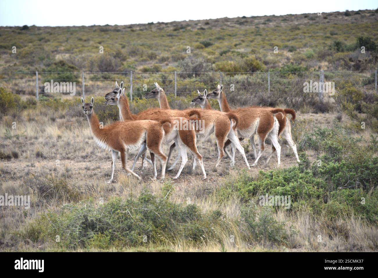 Troupeau de guanaco en Argentine Lama guanicoe Banque D'Images
